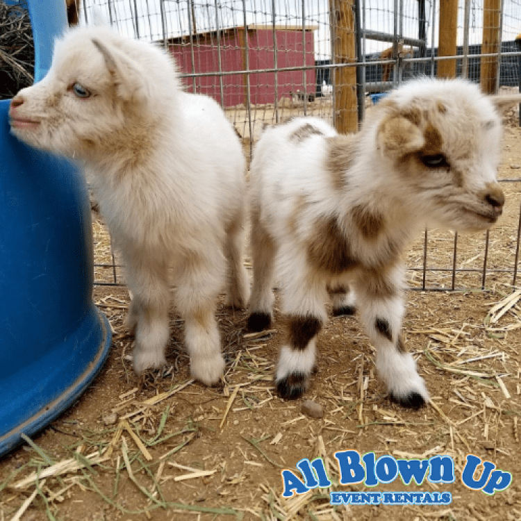 Mobile Petting Zoo